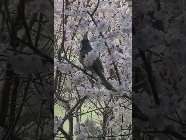#동네한바퀴#무교동 봄봄봄#새가날아든다#좋아요#향기로운세상