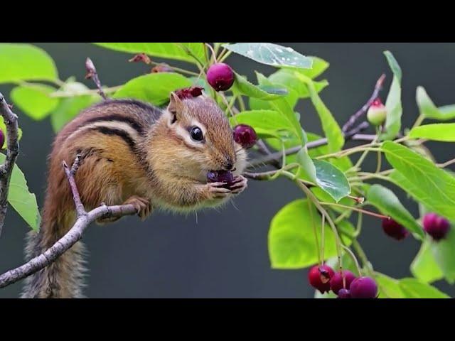 귀여운 다람쥐의 식사, 사랑, 사랑, 사랑해요, 새사랑, 독수리에서 다람쥐 까지 자연열차, NatureTrain, 사랑열차