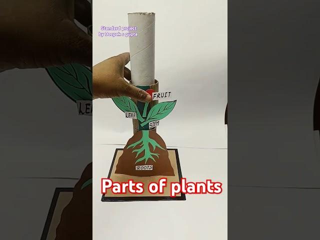 Parts of plants model #working #model #partsofplant #shortsfeed #tlm #shortsviral #shortsyoutube