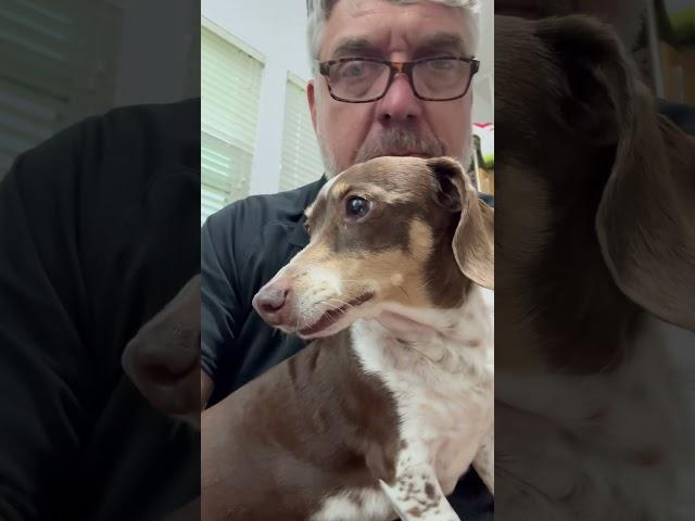 Thunder dog