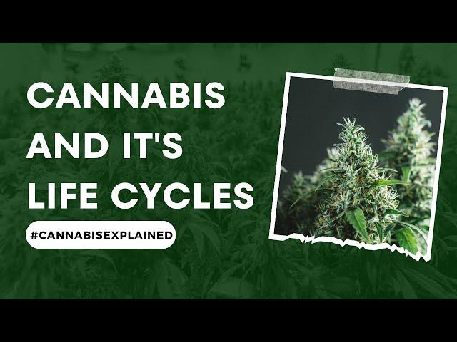 The Cannabis Plant and Its Life Cycles || #CannabisExplained