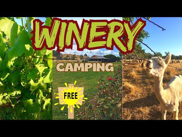 Free Vineyard Camping & Exploring