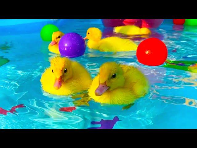 Collection of funny moments about Ducklings in the pool, baby ducks, pig, dog, kitten