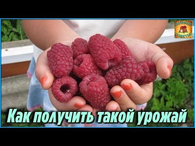 Самые главные СЕКРЕТЫ выращивания вкусной и крупной МАЛИНЫ в саду и огороде Дачные СОВЕТЫ