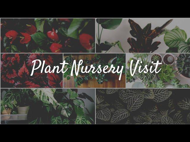 Plant nursery tour||ഒരു കൊച്ചു Plant shopping vlog|| Green Panther Juan