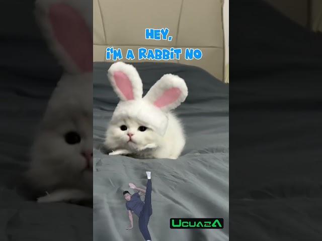 A CAT DISGUISED AS A RABBIT    BUT FORGOT HOW TO JUMP ! !