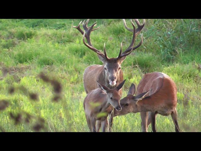 Der Platzhirsch duldet keinen Rivalen in seinem Rudel