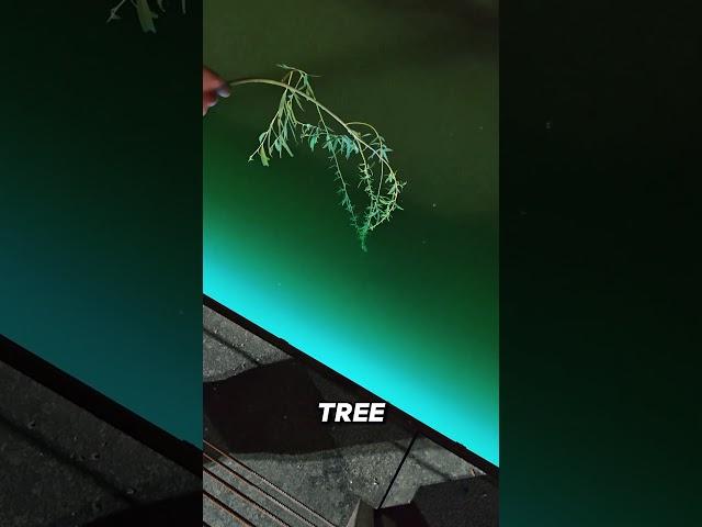 No fishing rod required