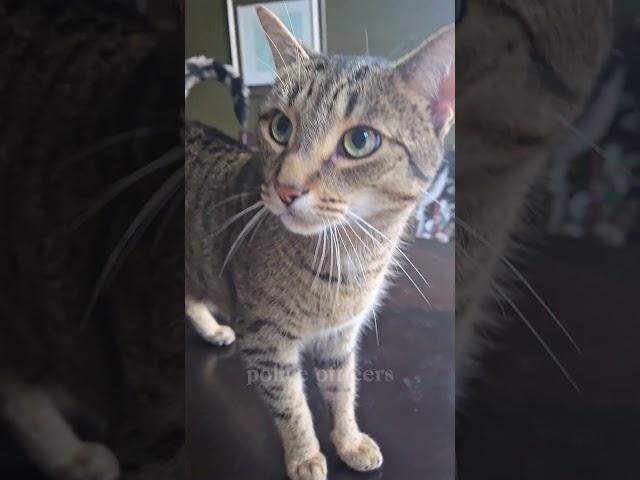 usual suspect Hermes. I love your paw prints on the table #catlovers #cat #catlife #catlover