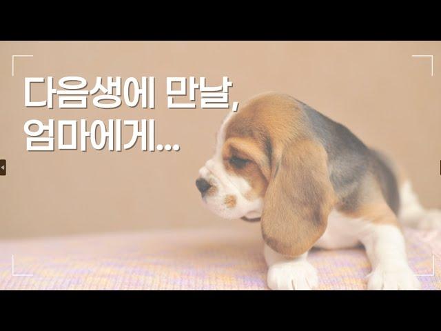 다음생에 만날 엄마에게...[강아지 탐구생활](feat. 클로바더빙)