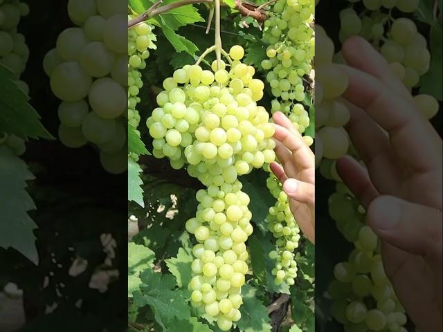 Sugra-1 Grapes Review  | Crisp, Sweet & Seedless | Pakistani Grape Variety