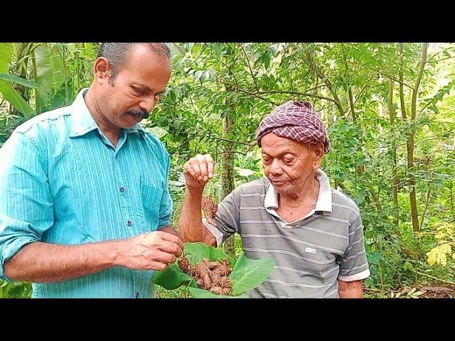 ഇത്ര പ്രതീക്ഷിച്ചില്ല ഈ വള്ളി കിഴങ്ങിന്റെ രുചി 