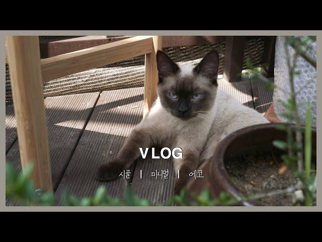 SUB) Korean Vlog) From Rescuing Stray Cats in the Countryside to Adoption: A 3-Day Journey