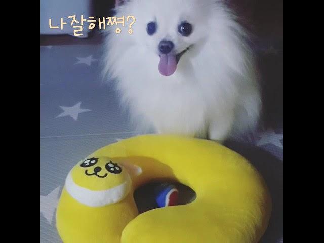 보리는 공정리달견