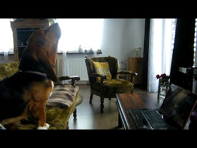 Basset hounds howling with Mishka [HD]