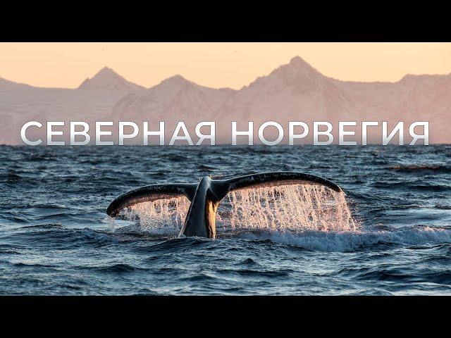 Северная Норвегия: киты, горы и белые ночи