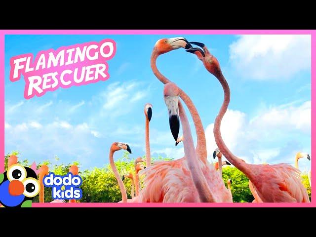 100 Wild Flamingos Join Rescuer For Breakfast | Animal Videos | Dodo Kids