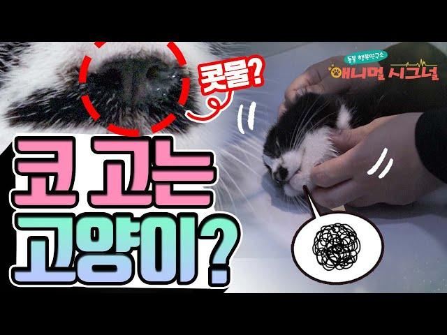 콧소리 내는 고양이 위니, 알고 보니 비강 염증?!  [펫닥터] / YTN 사이언스