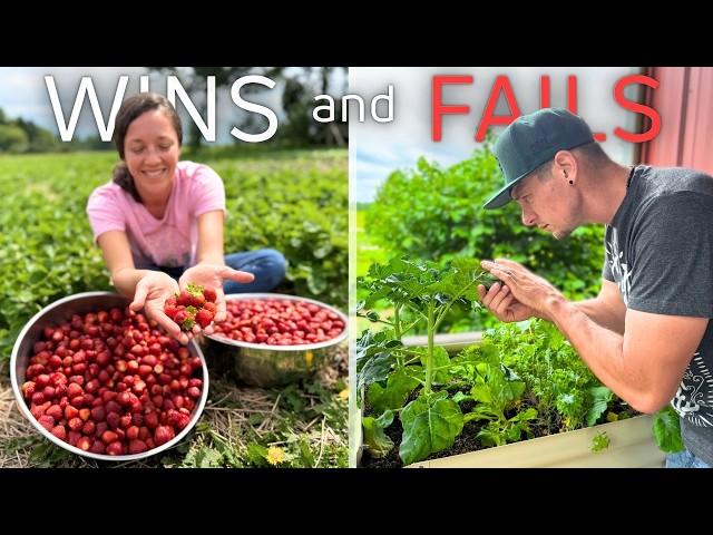 BIG Strawberry HARVEST.. but not everything is going so well.
