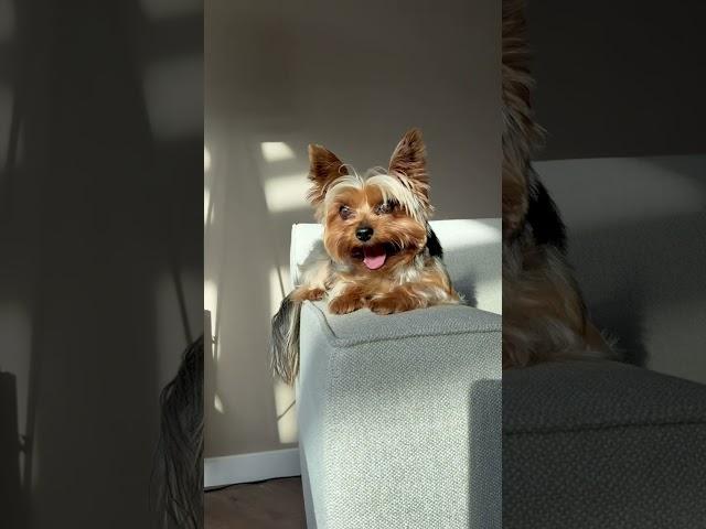 Sunlit Yorkie Yawn, Calm and Adorable Moment