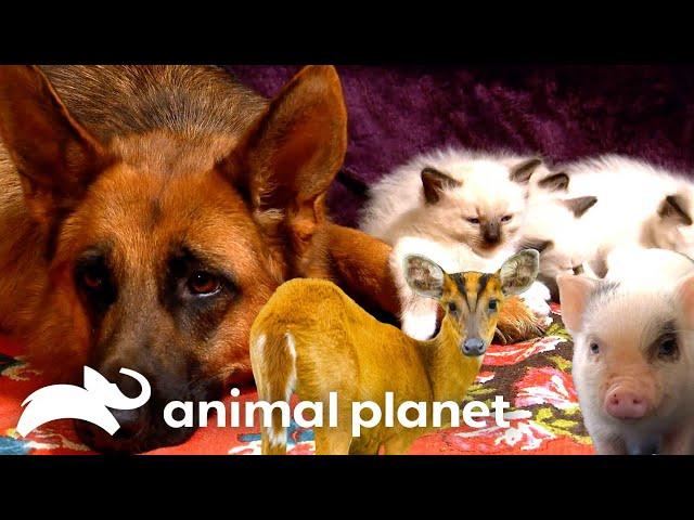 When Animals Become Best Friends! | Too Cute! | Animal Planet