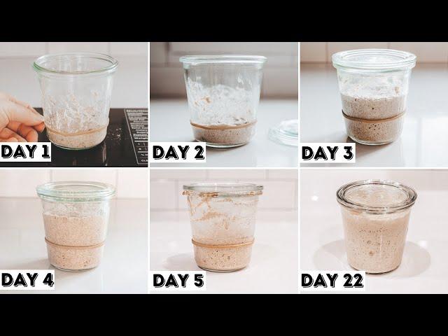 How to Make a Sourdough Starter From Scratch + Day by Day Progression! | Sourdough Starter Recipe