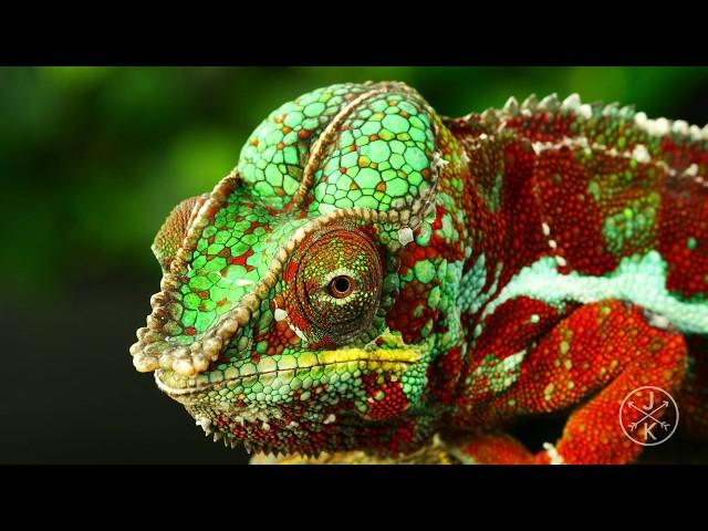 Reptiles & Amphibians 8K HDR 60FPS (FUHD) DolbyVision