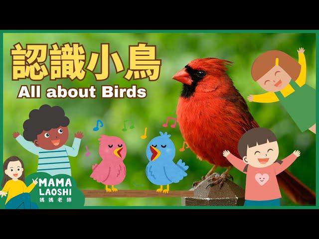 All about BIRDS for Kids in CHINESE 認識小鳥| How birds fly 鳥怎麼飛| ANIMAL SCIENCE VOCAB IN CHINESE 動物中文