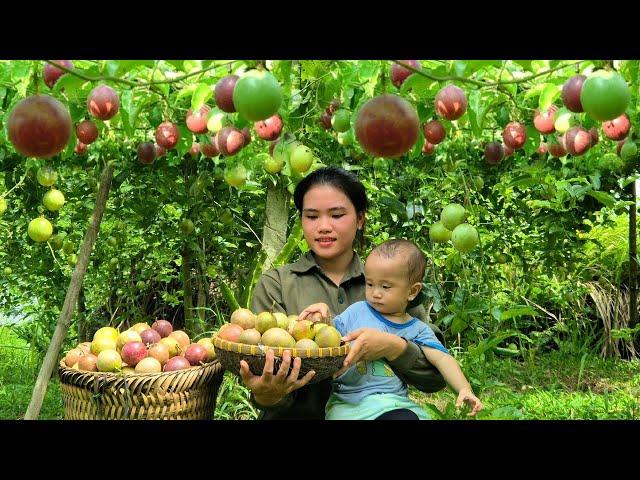 Harvesting Passion Fruit to sell at the market   Gardening to grow Flowers & Ornamental Plants