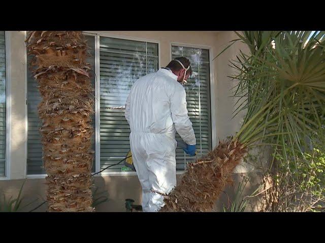 Mosquito mania in Las Vegas? Exterminator reports uptick after continued rainfall