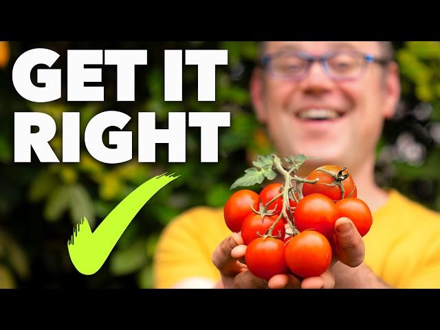 Tomato Planting Masterclass: The Secret to Perfect Tomatoes