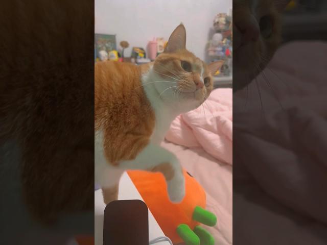 小臭猪咪还吓唬人，不怕你哦