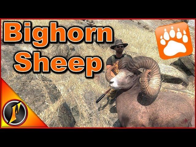 Bighorn Sheep Hunt | theHunter Classic 2018