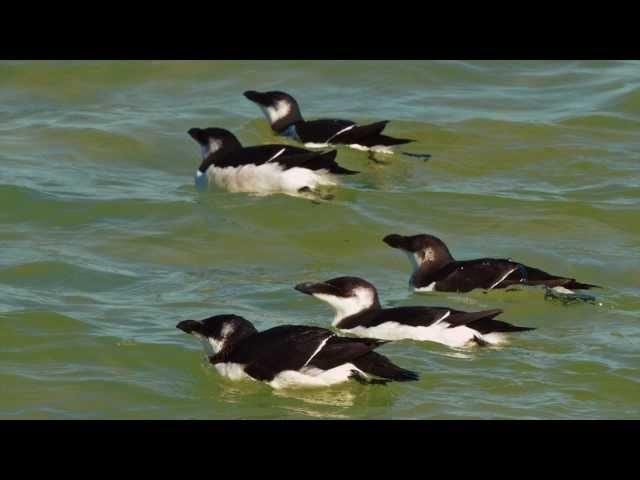 Razorbills @ Anna Maria Island Dec. 27, 2012