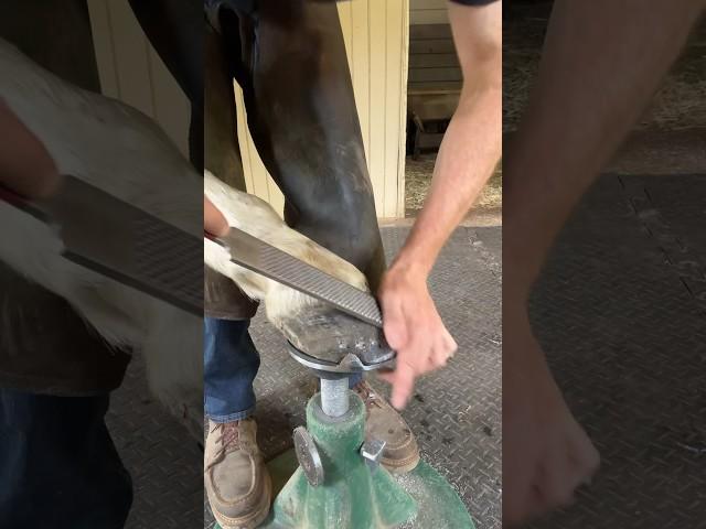 Finishing up a front foot shoe job! #oddlysatisfying #satisfying #farrierlife #horsecare