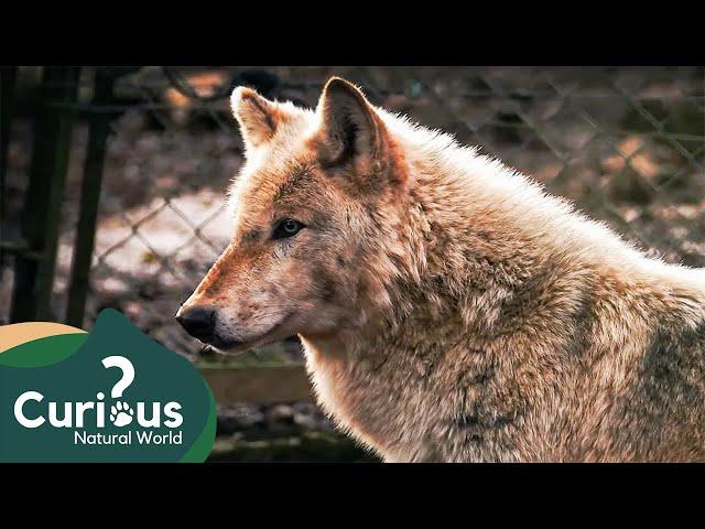 Can You Trust A Wolf As A Pet? | Predator Documentary | Working With Wolves