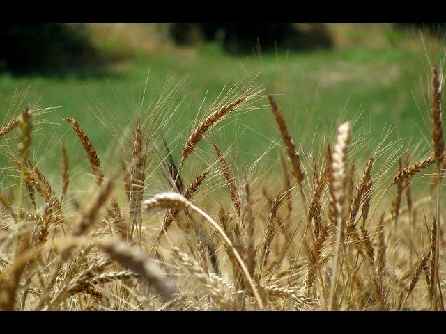 Una ricerca centenaria in cerealicoltura