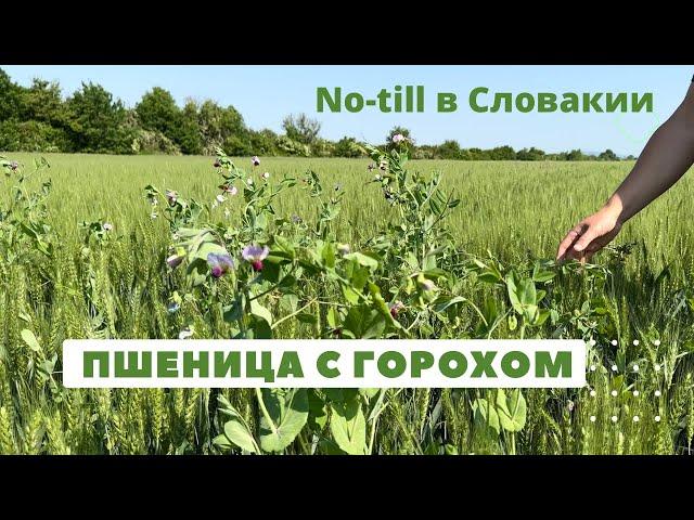 Симбиоз пшеницы с горохом | No-till в Словакии