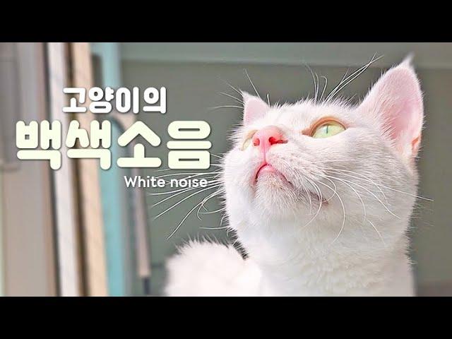 White Noise | Cat Happy, Angry, Hungry Meow | Soothing Sound