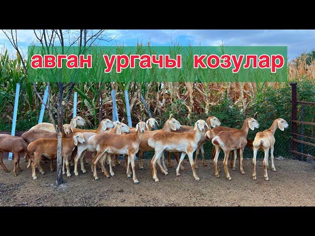 30 баш  авган УРГАЧЫ козулар сатылат!!