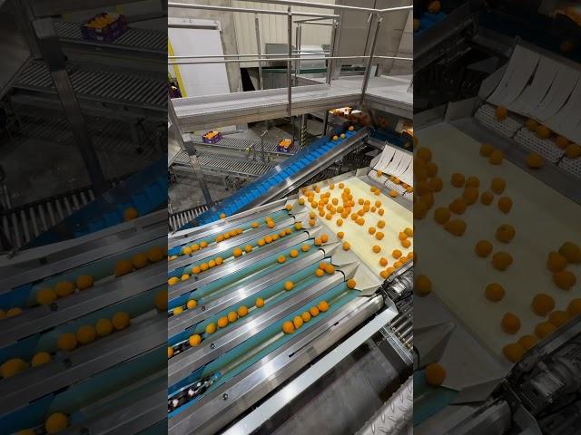 Efficient Sumo Grading Line with Tomra Spectrim Grader | Packline Technologies