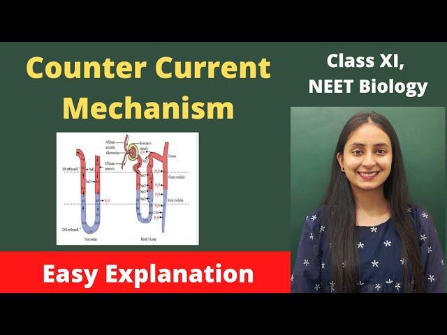 Counter Current Mechanism | Human Physiology | Class XI | NEET