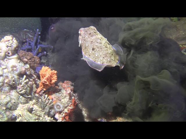 Cuttlefish releasing ink