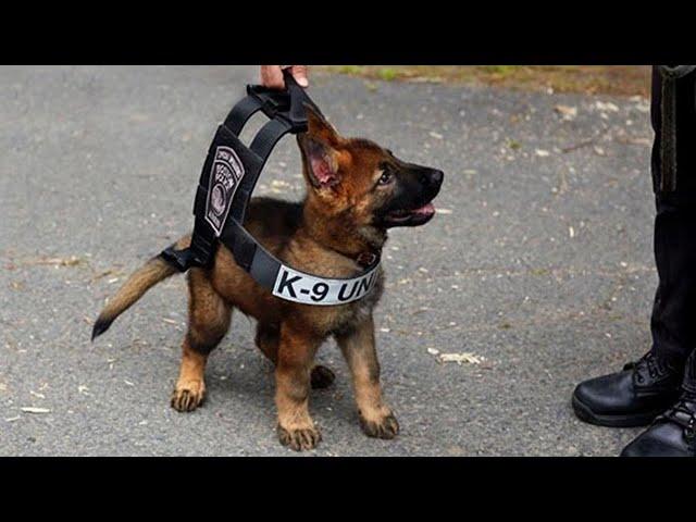 Funniest & Cutest German Shepherd Puppies   Funny Dog Videos 2024