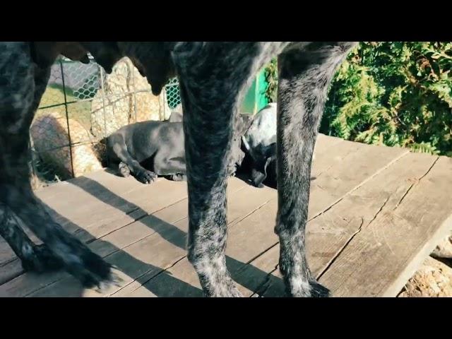 Deutsch Kurzhaar Junge Welpen beißen kämpfen und spielen im Garten und fressen Maus Hunde Familie