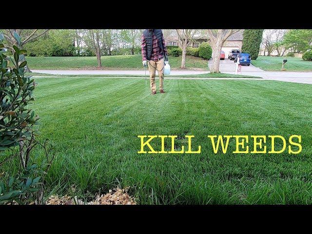 How to spray weeds in the lawn