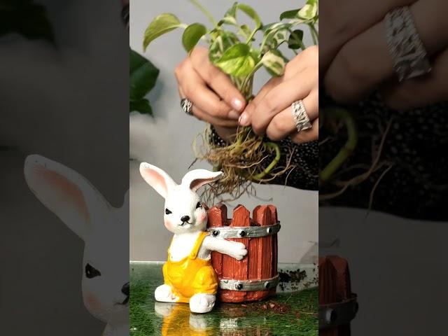 How to make a Trending Rabbit Basket Pot with marble Money plant #youtubeshorts #trending #reels