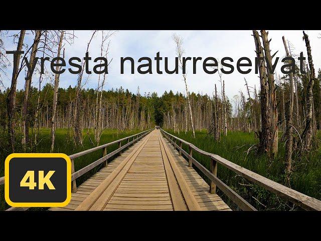 4K virtual forest walk in Tyresta naturreservat, near Stockholm.Part 1-2.The relaxing feel of nature