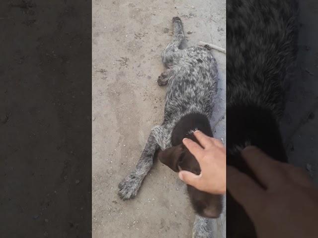 Щенок дратхаара