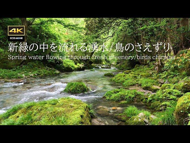 Spring water flowing through fresh greenery / Birds chirping / Enbara River